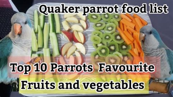 what do quaker parrots eat