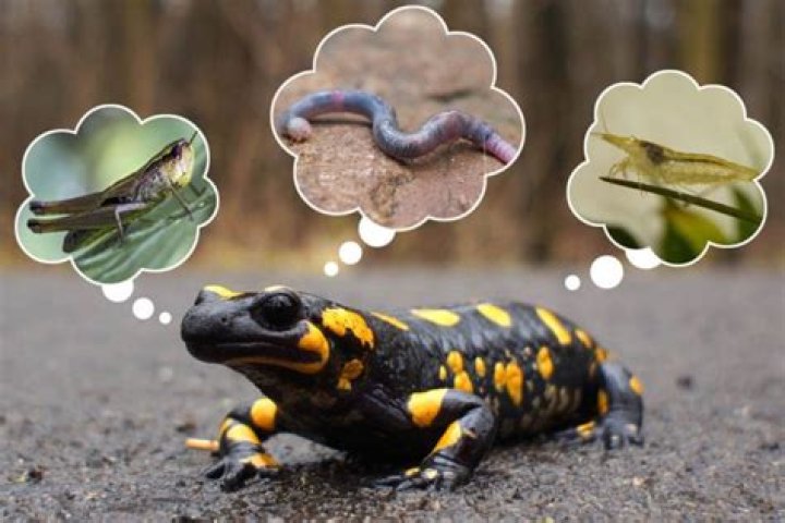 what do salamanders eat