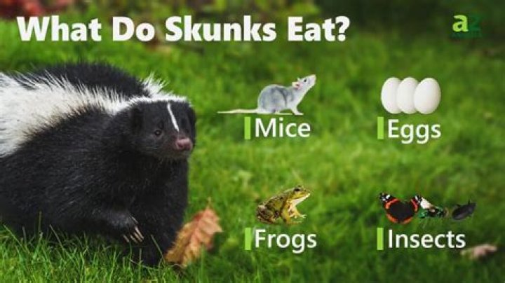what do skunks eat