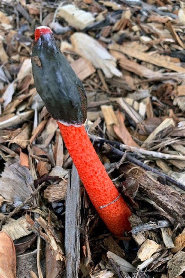 What do Stinkhorns look like