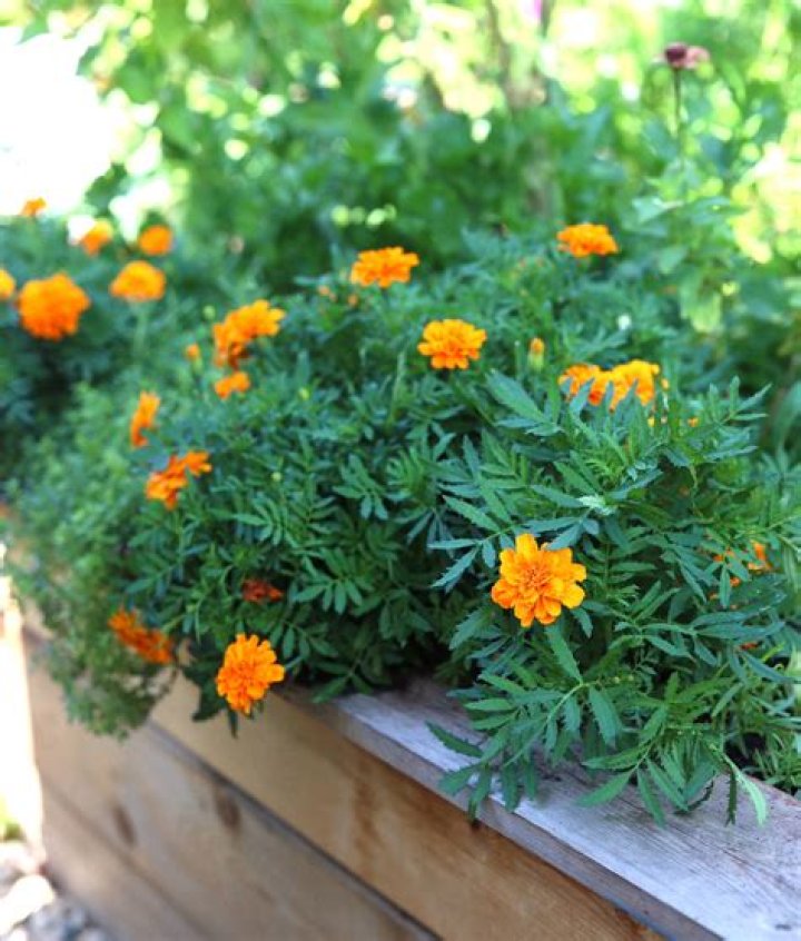 What do the marigolds symbolize for Miss Lottie?
