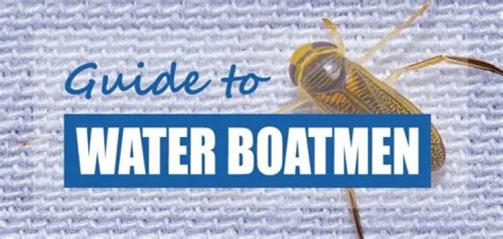 What do water boatmen bugs eat?