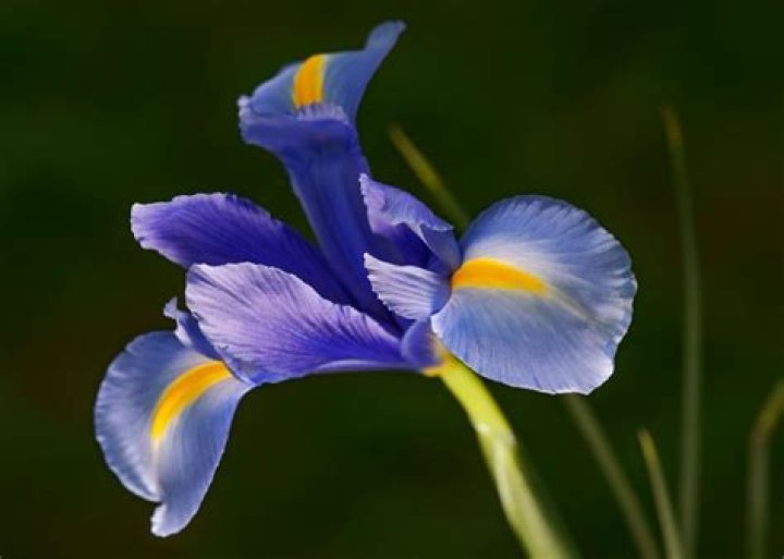 What do white iris represent