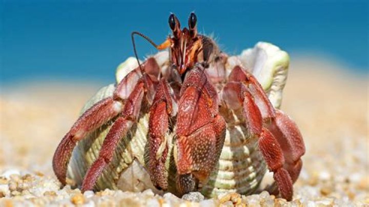 What do white spotted hermit crabs eat?