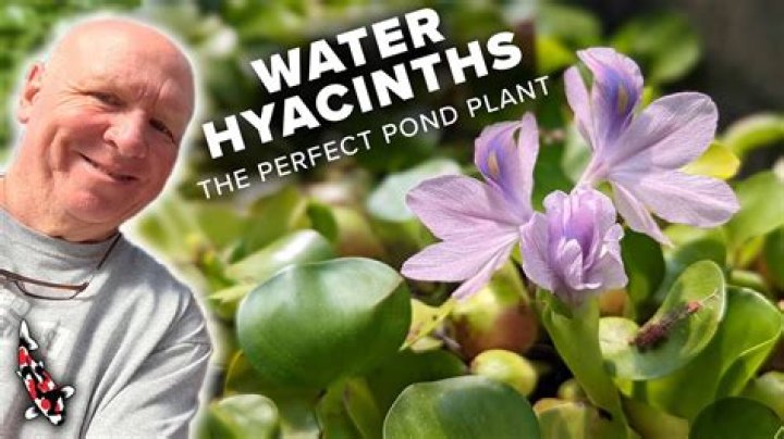 What do you do with water hyacinths in the winter