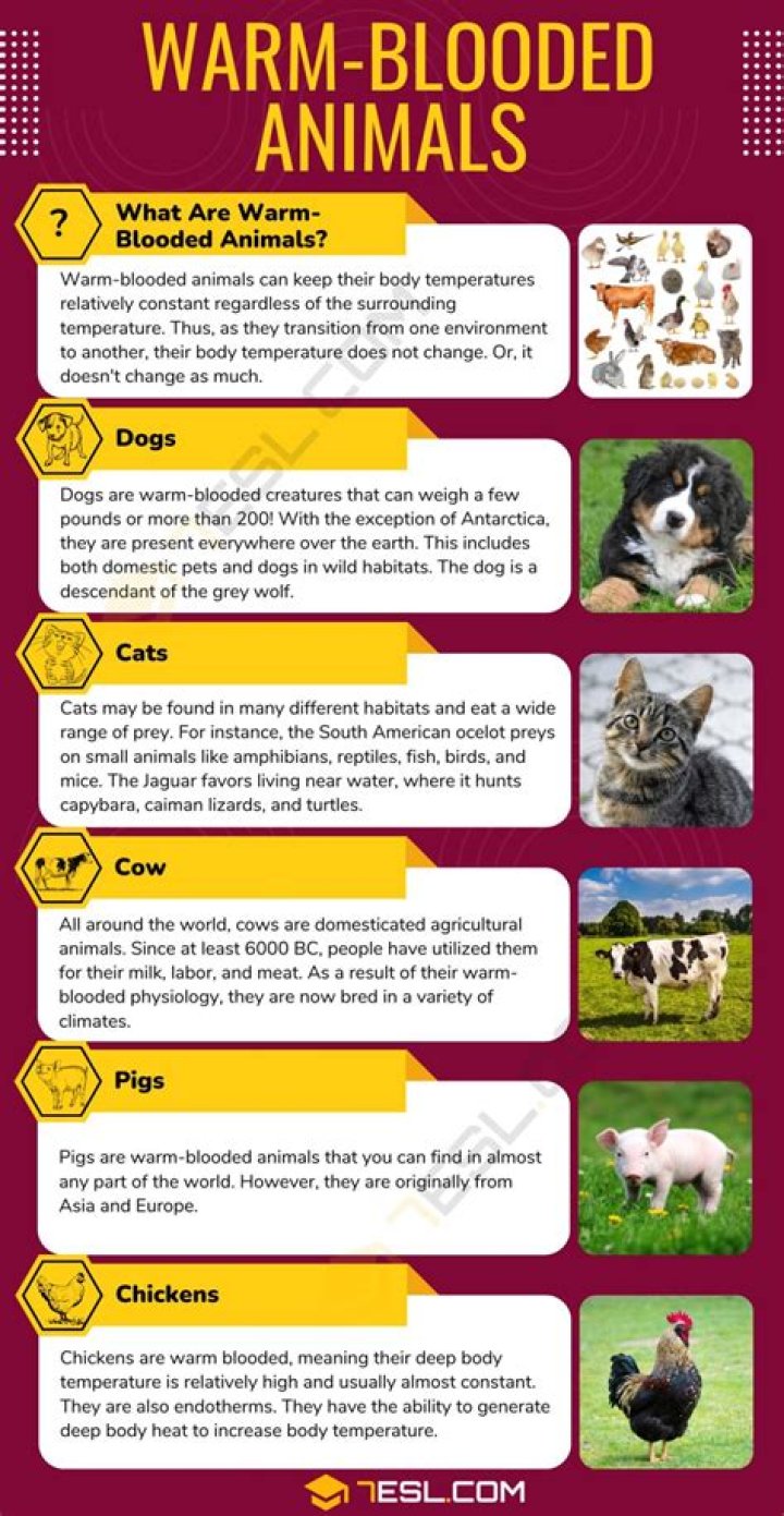 What do you mean by shoulder