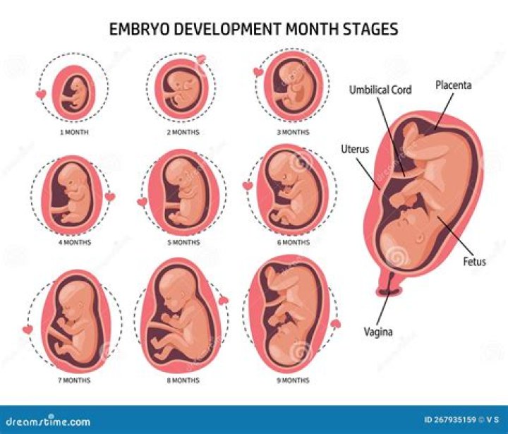 What does a baby in the womb look like at 36 weeks?