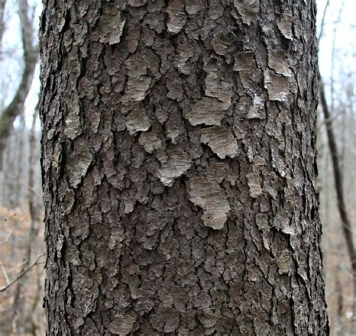 What does a cherry tree bark look like
