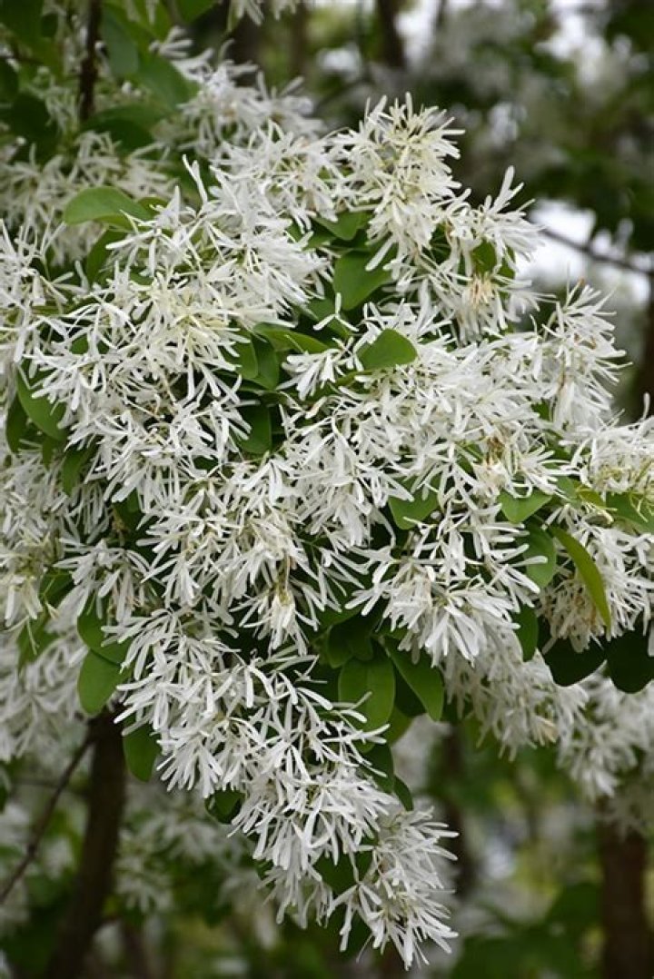 What does a Chinese fringe tree look like