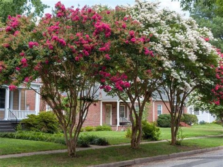 what does a crepe myrtle look like
