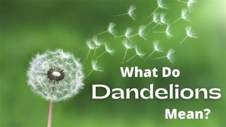What does a dandelion do