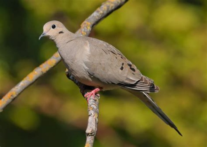 what does a dove look like