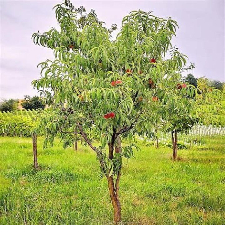 What does a Georgia peach tree look like