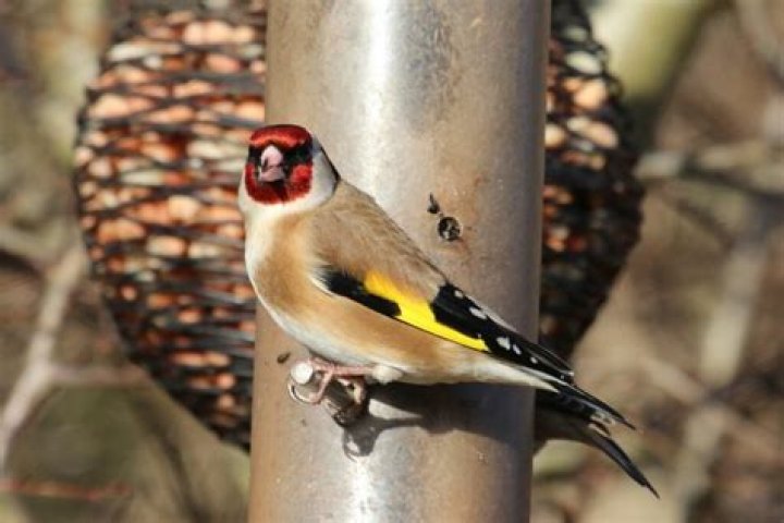what does a goldfinch sound like