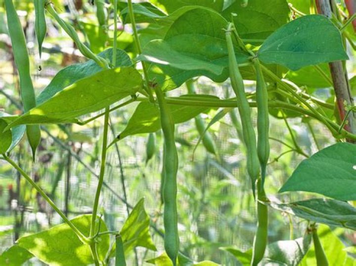 What does a green bean plant look like
