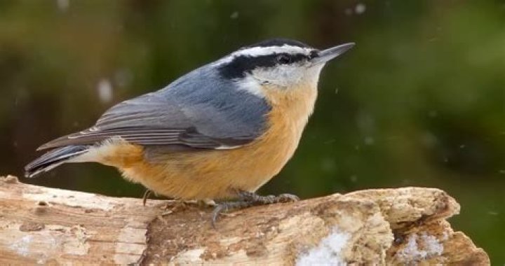 what does a nuthatch look like