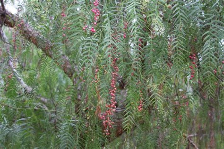 What does a pepper tree look like