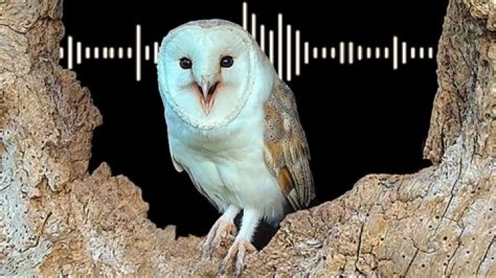what does an owl sound like