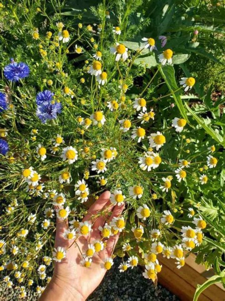 what does chamomile look like