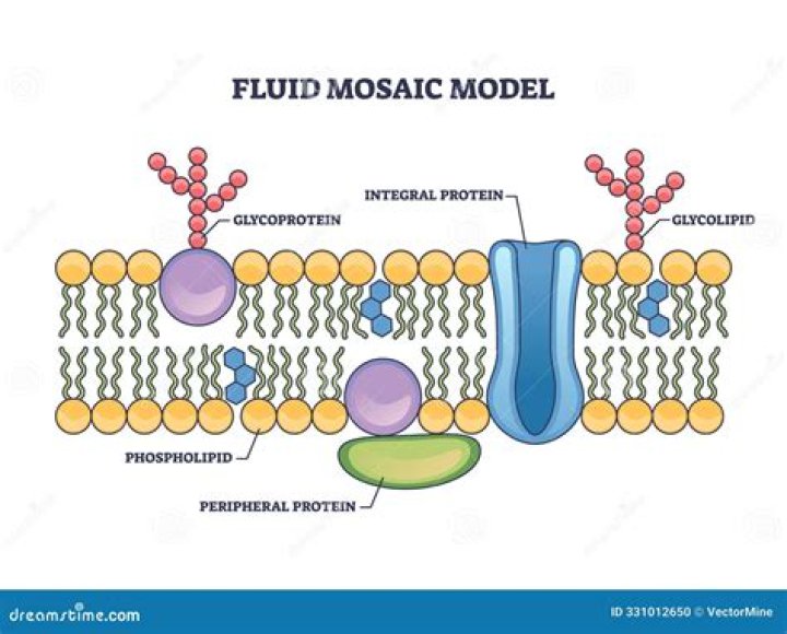What does cholesterol do in the fluid mosaic model