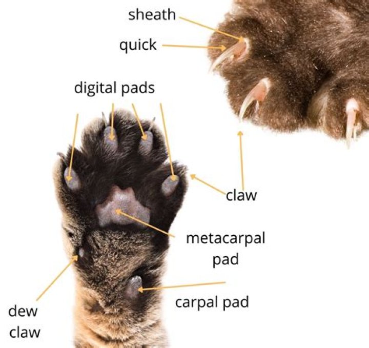 What does claw feet look like