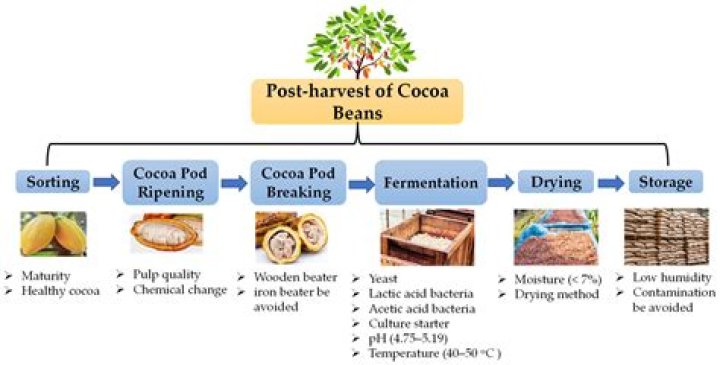 What does cocoa do to the body