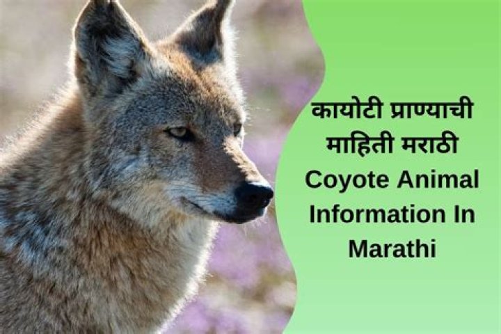 What does Coyote mean in Indian