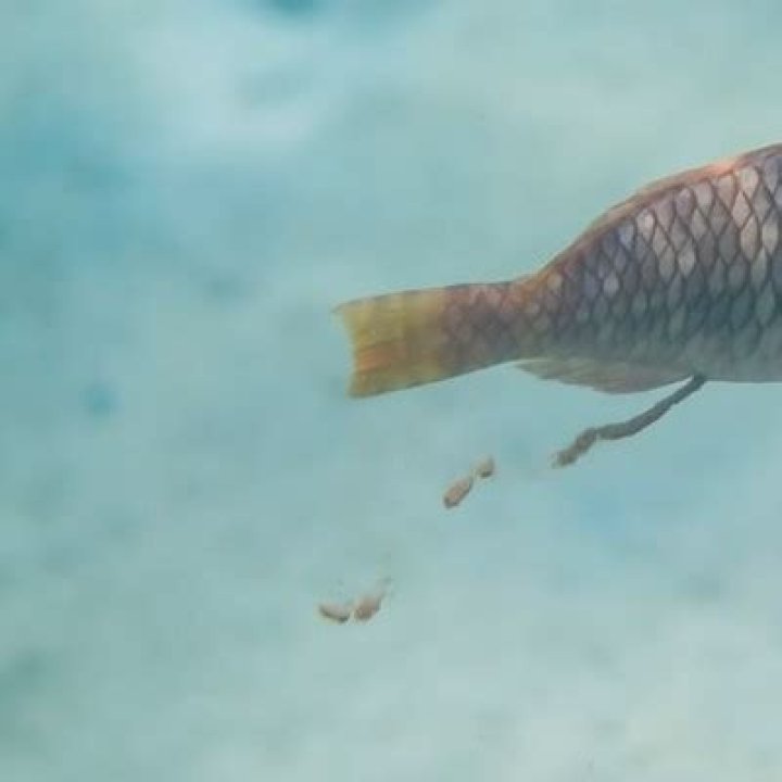 what does fish poop look like