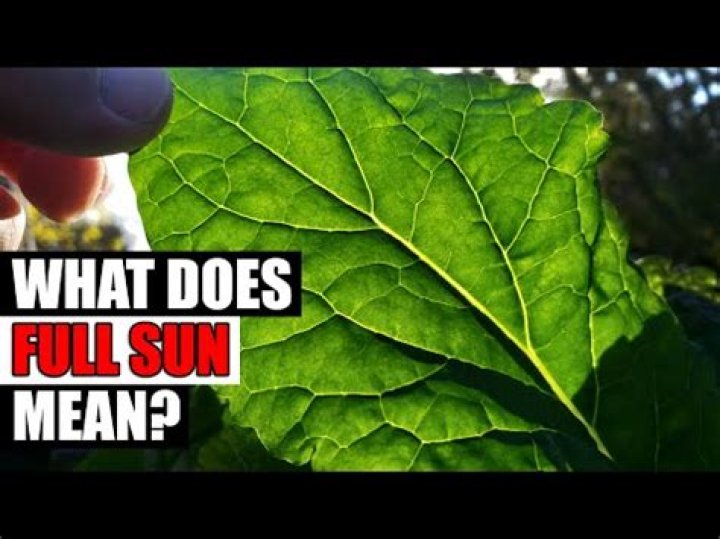 What does full sun mean