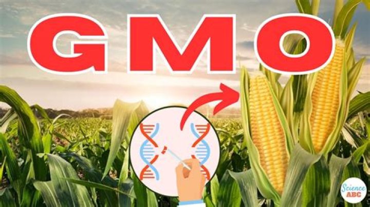 what does gmo stand for in texting