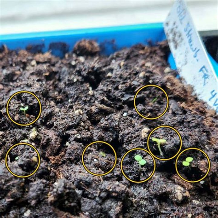 What does growing medium mean