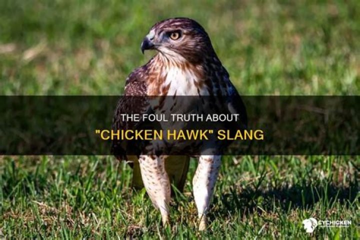 What does it mean to call someone a chicken