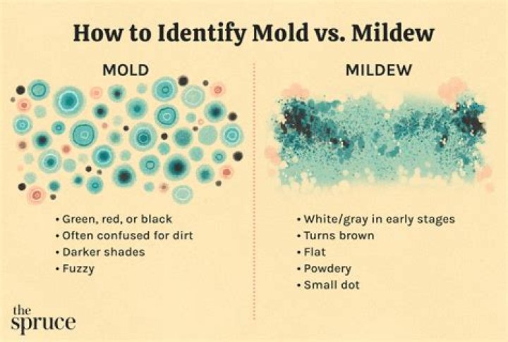 What does mildew look like