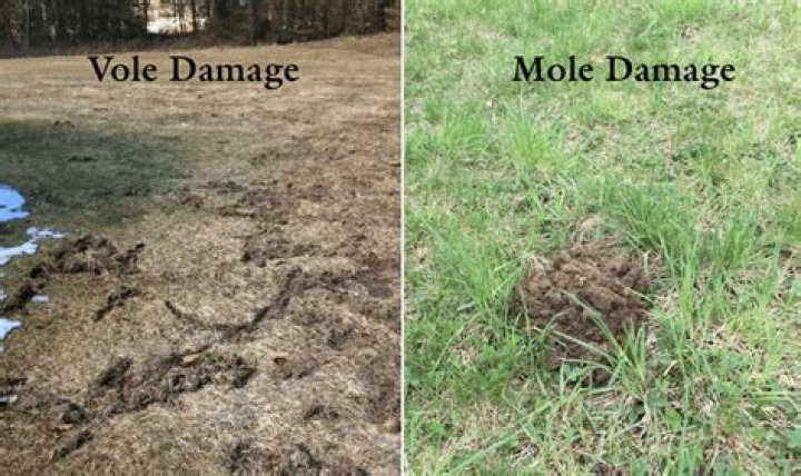What does mole damage in yard look like