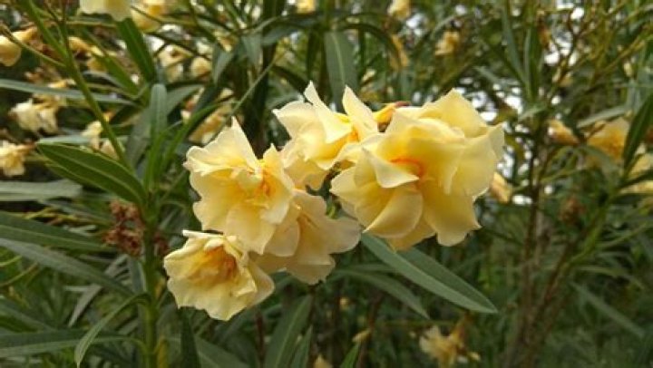 what does oleander look like
