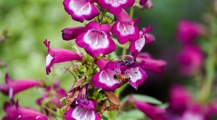 What does penstemon look like