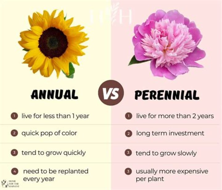 what does perennial mean