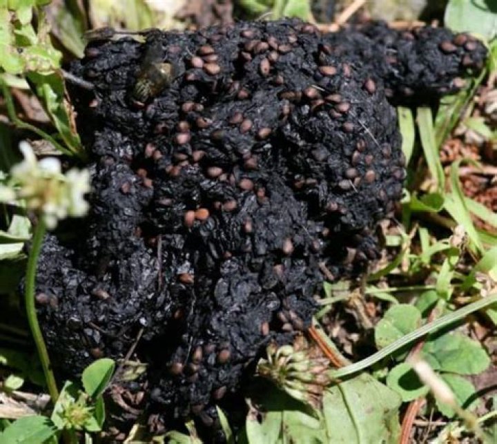 what does racoon poop look like