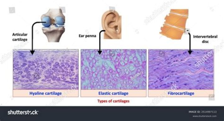 What does Reicherts cartilage give rise to
