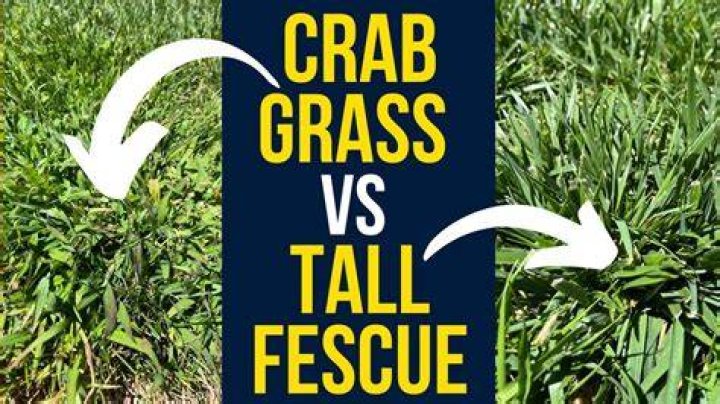 what does tall fescue look like