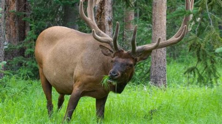 What does the elk eat?