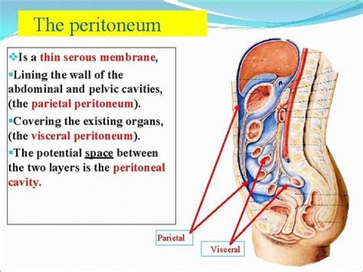 What does the peritoneum do