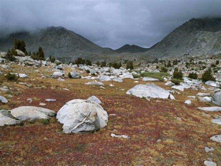 what does the tundra look like