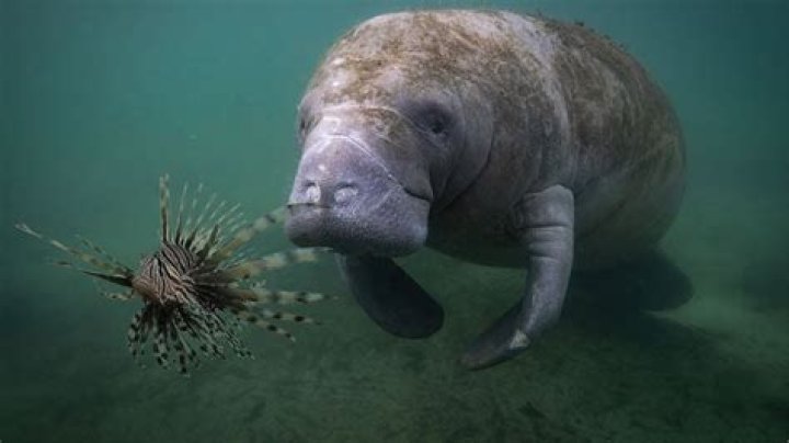 what eats manatees