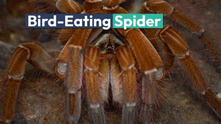 What eats the Goliath bird eating spider