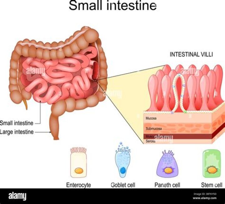 “what feature of the small intestine greatly expands its surface area