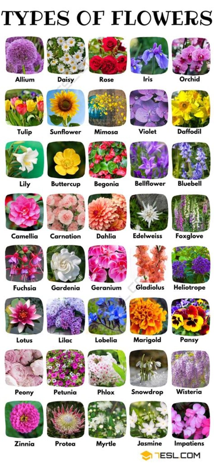 What flower type is the symbol of simplicity and innocence