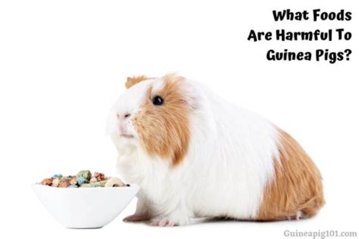 What foods are harmful to guinea pigs?
