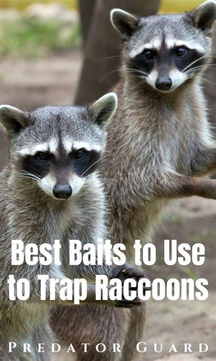 what foods attract raccoons