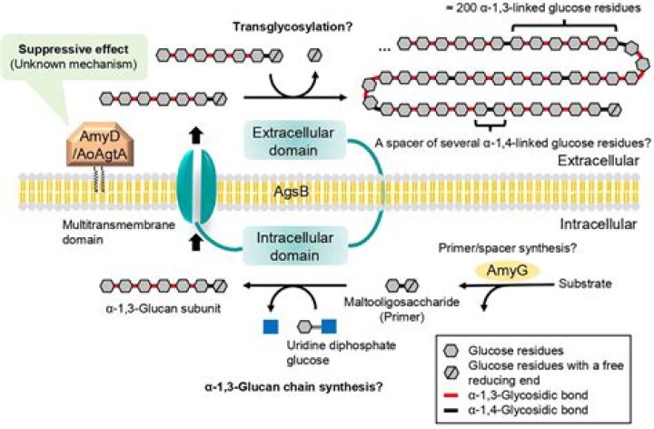 What forms a glycosidic linkage?